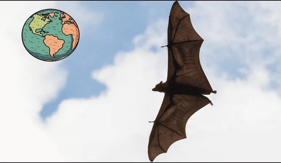 MURCIELAGOS MEXICANOS